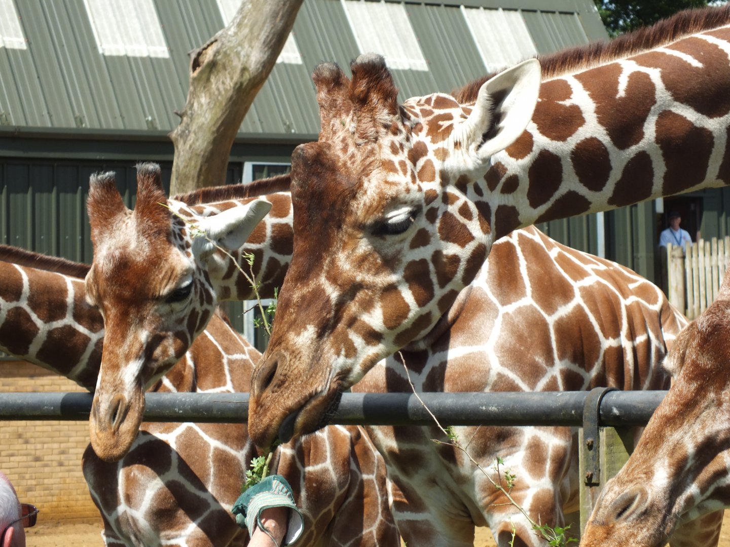 Reticulated Giraffe 14/06/18