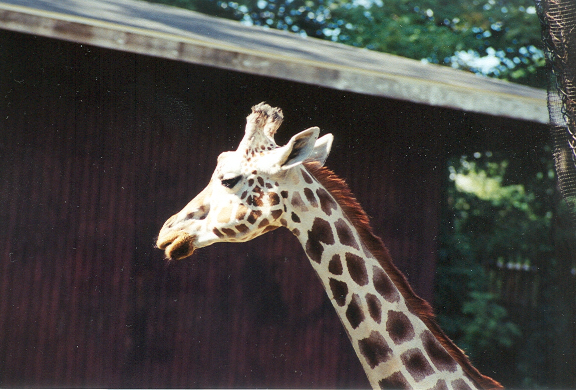 Reticulated Giraffe - 1999