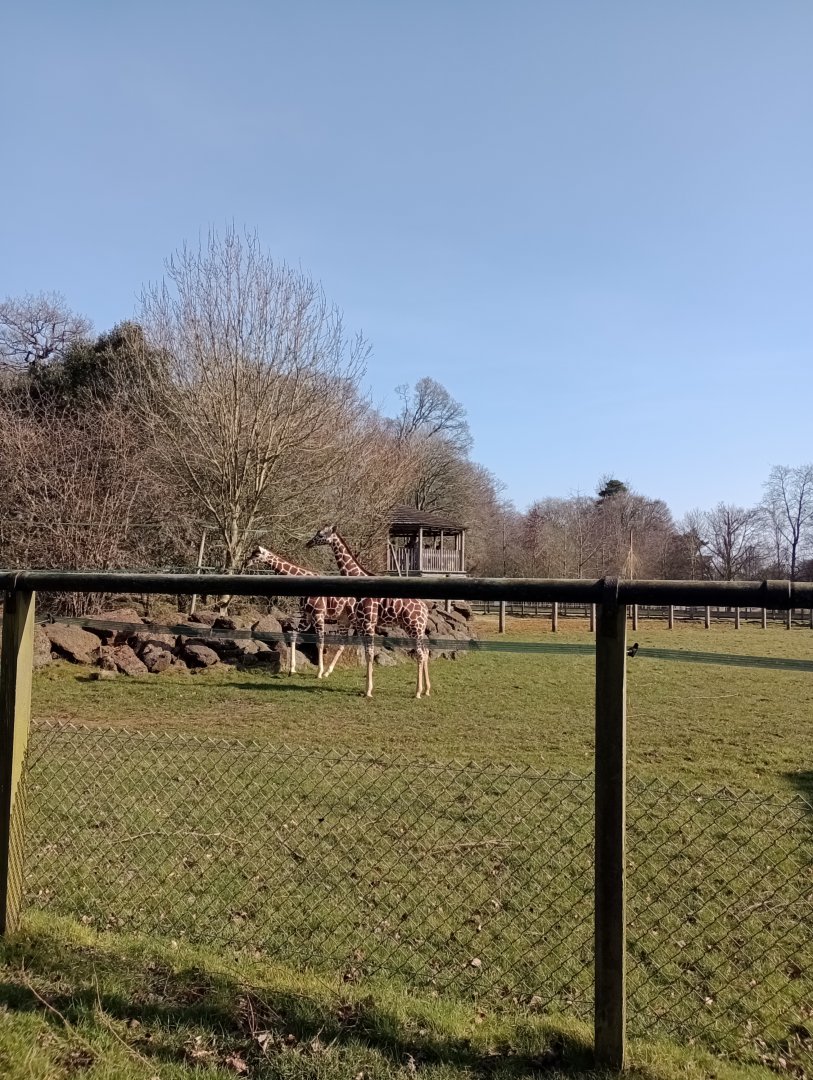 Reticulated giraffe 2