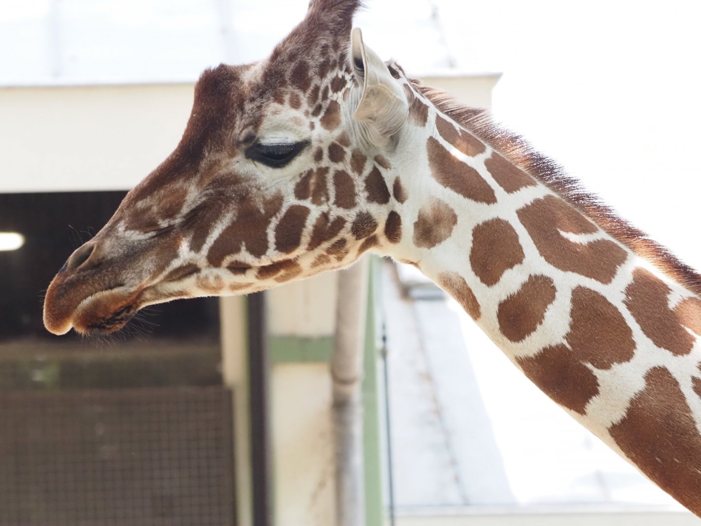 Reticulated Giraffe 2