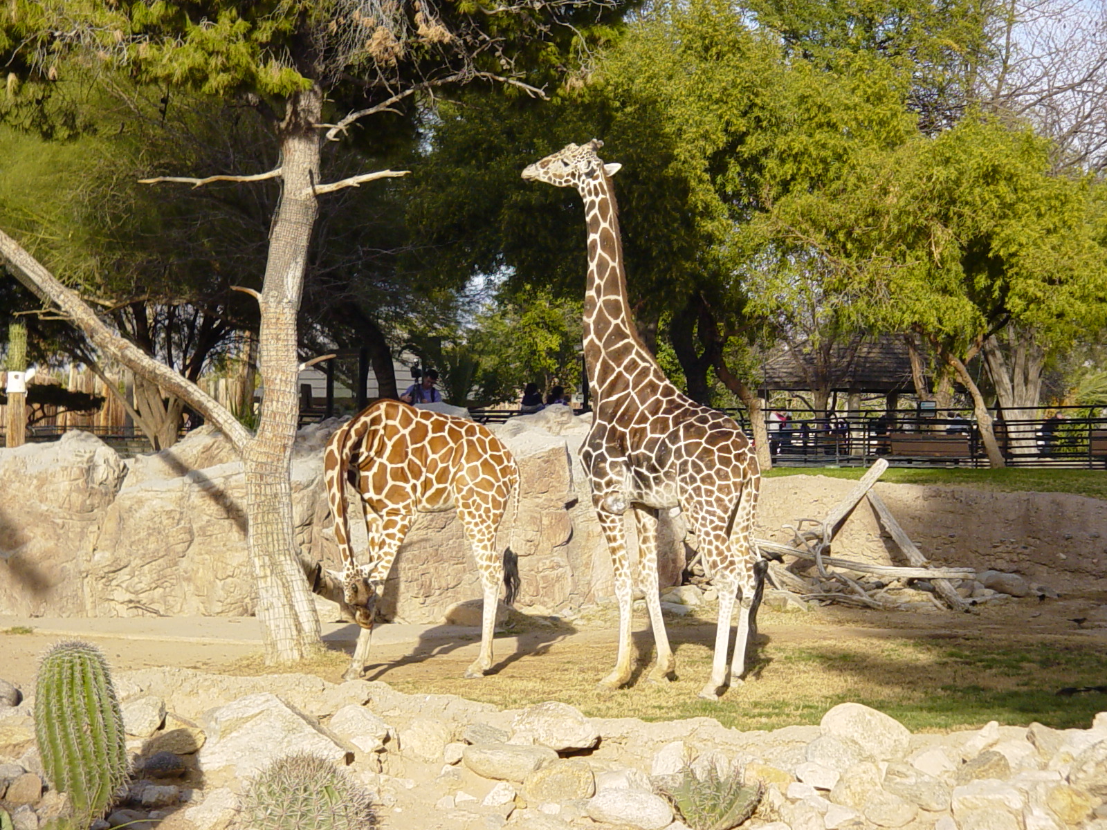 Reticulated Giraffe (2004)