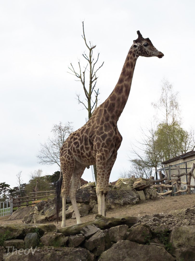 Reticulated giraffe [2015]
