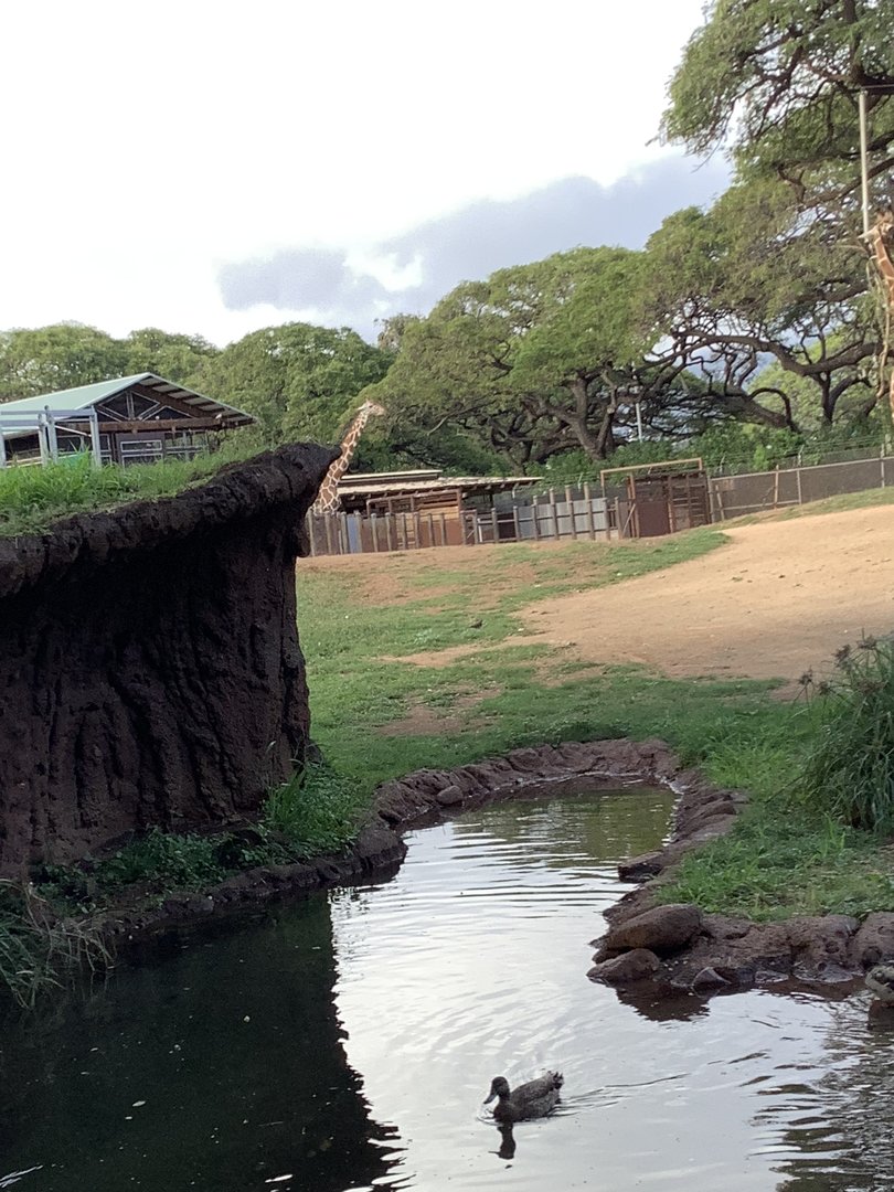 Reticulated Giraffe (3/25/23)