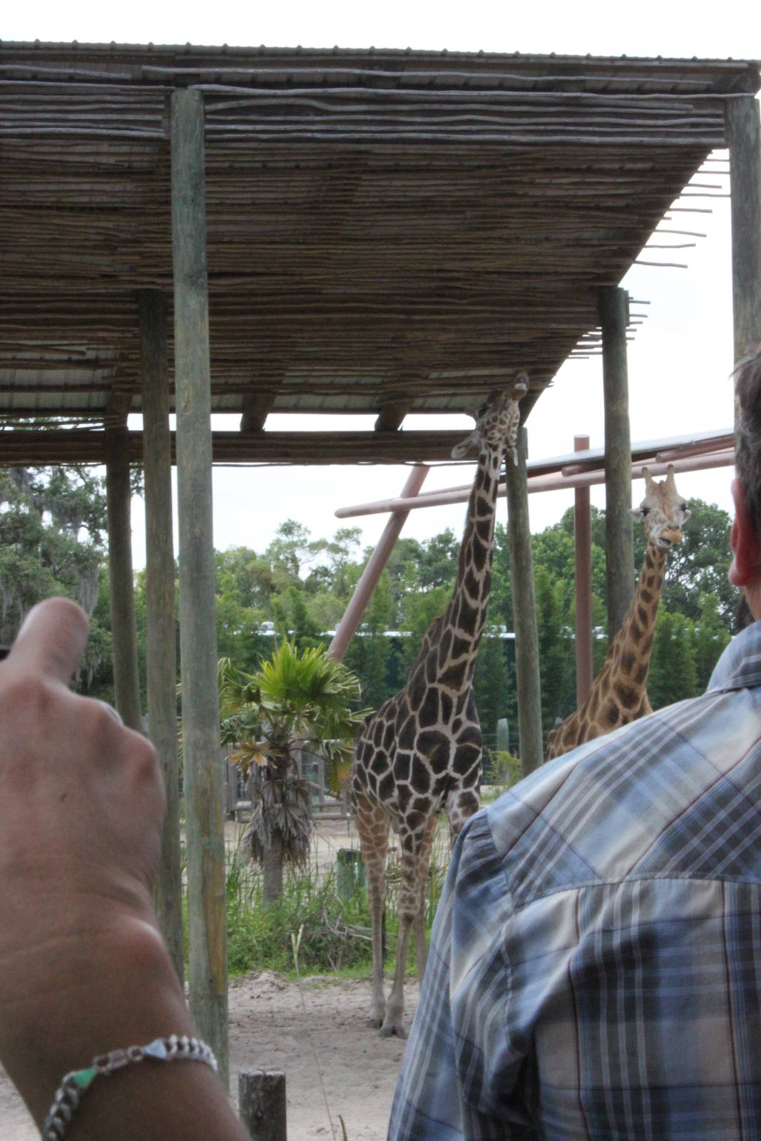Reticulated Giraffe  5/22/2011