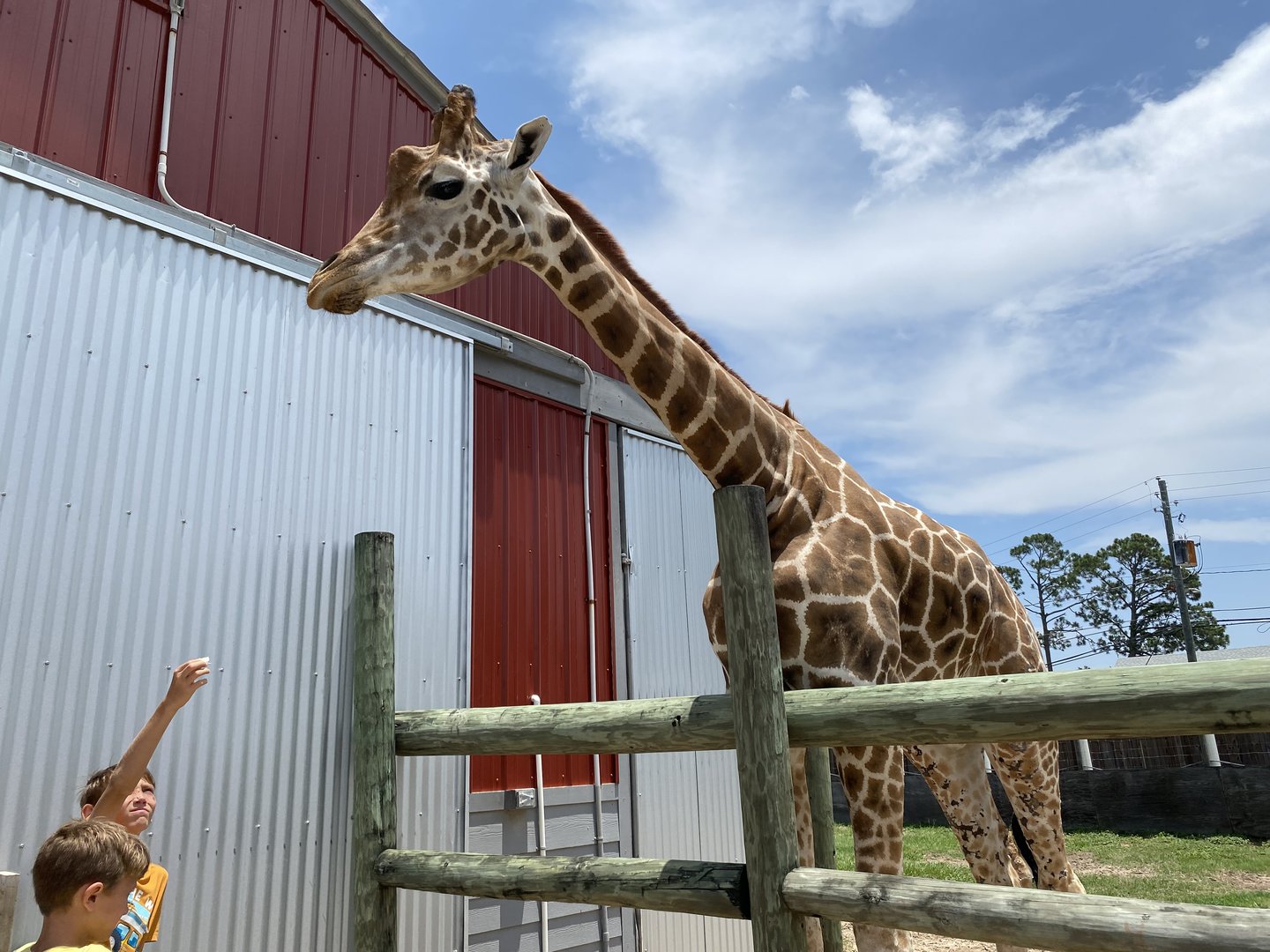 Reticulated Giraffe - 6/22/2023