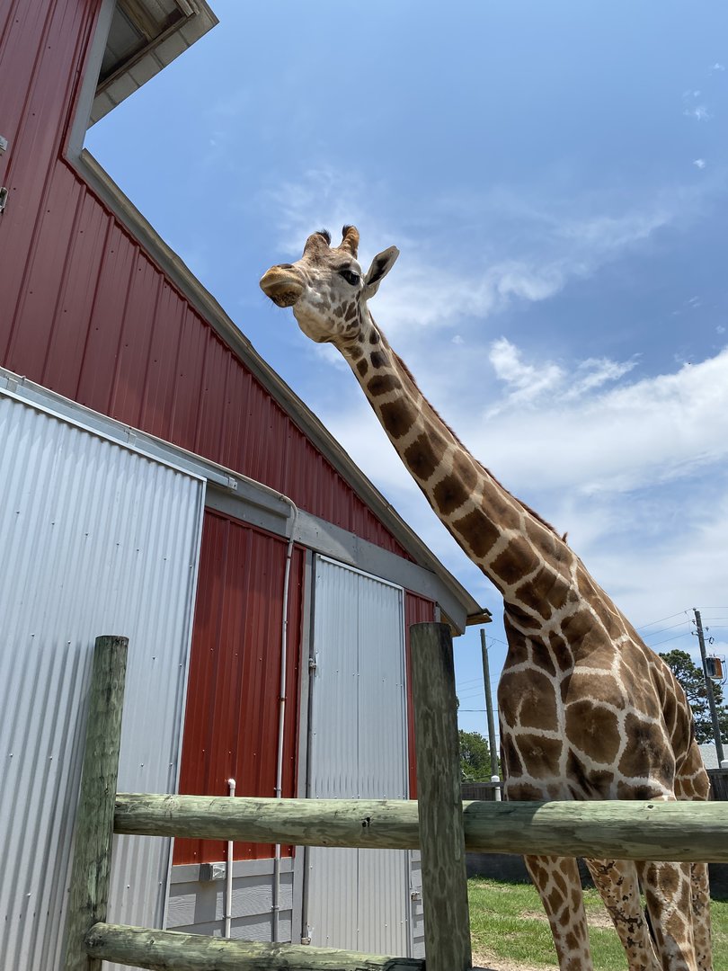 Reticulated Giraffe - 6/22/2023