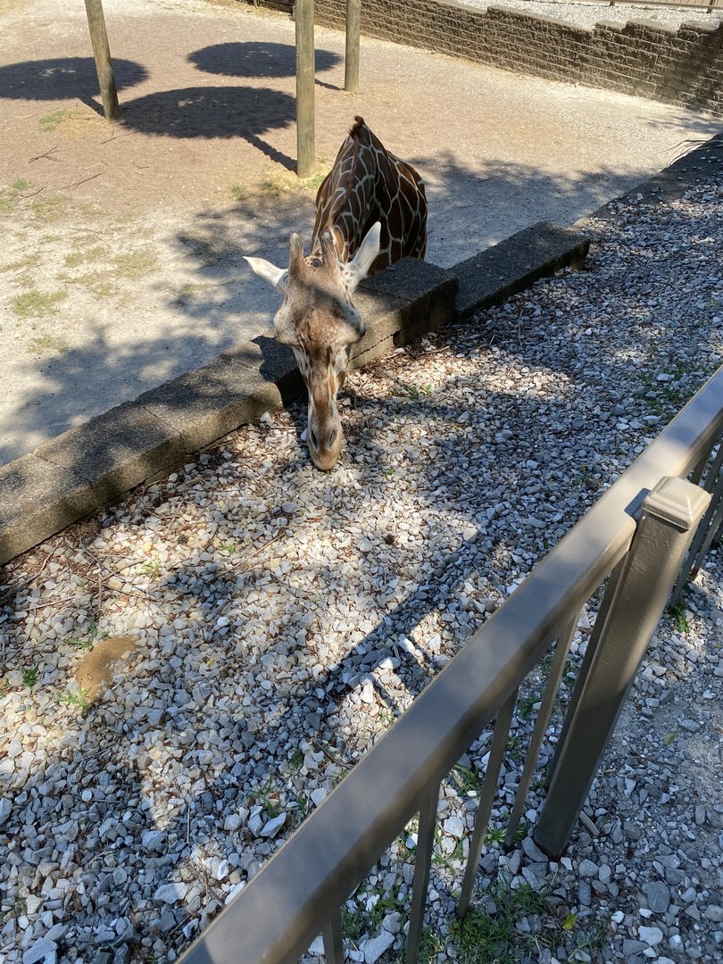 Reticulated Giraffe 7-11-2023