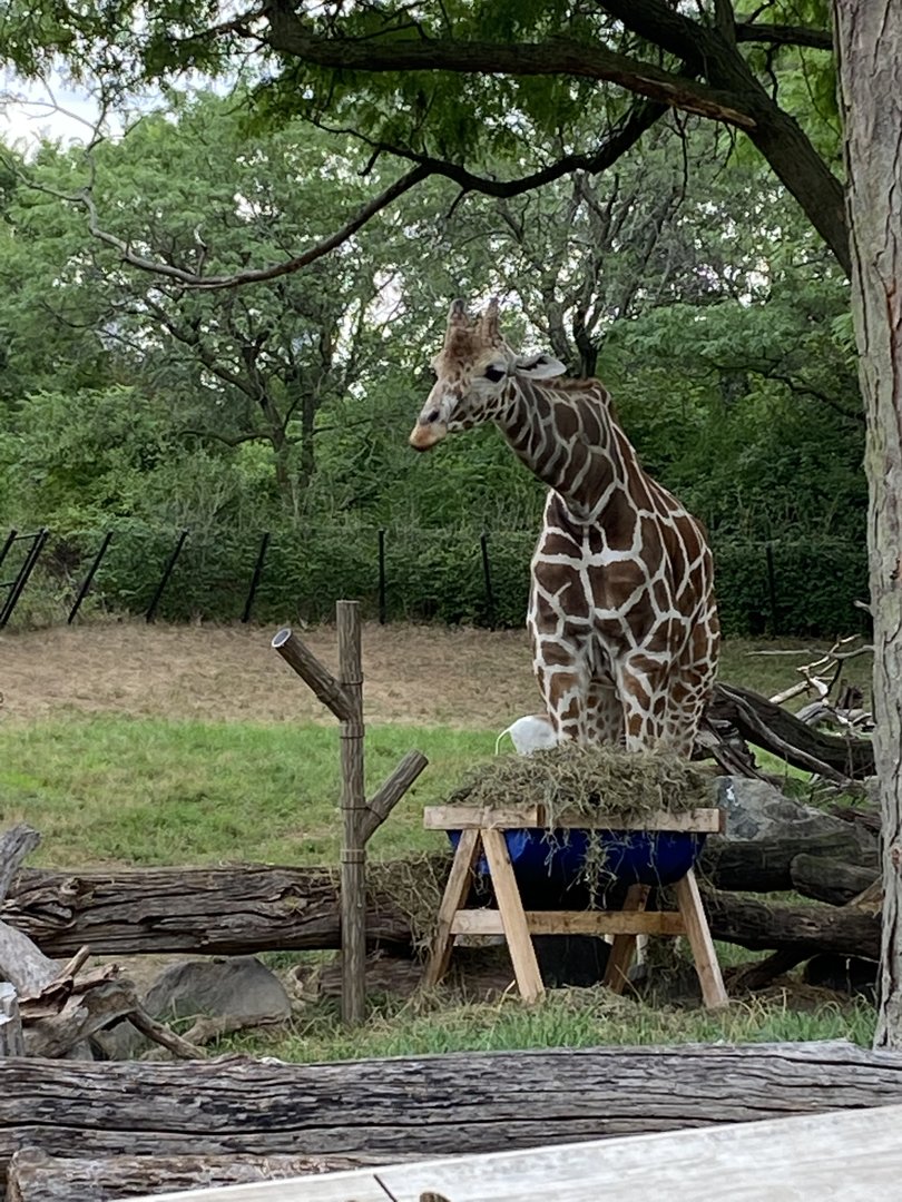 Reticulated Giraffe - 7/25/2022