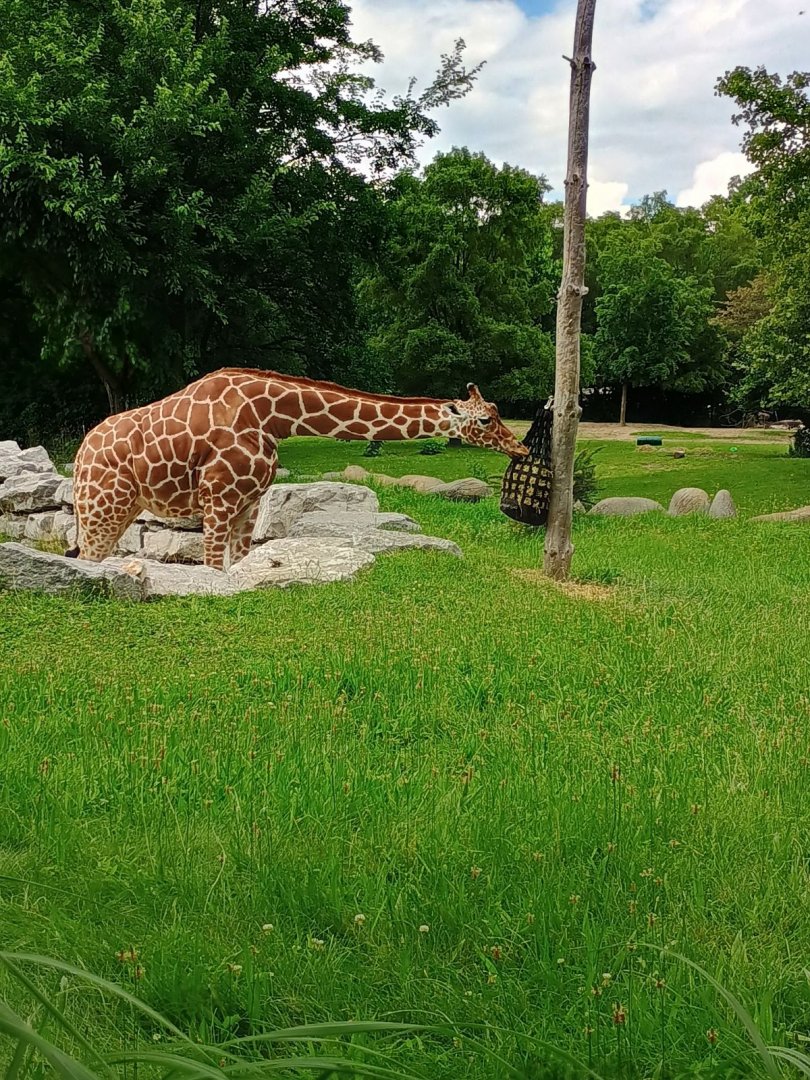 Reticulated Giraffe (7/6/24)