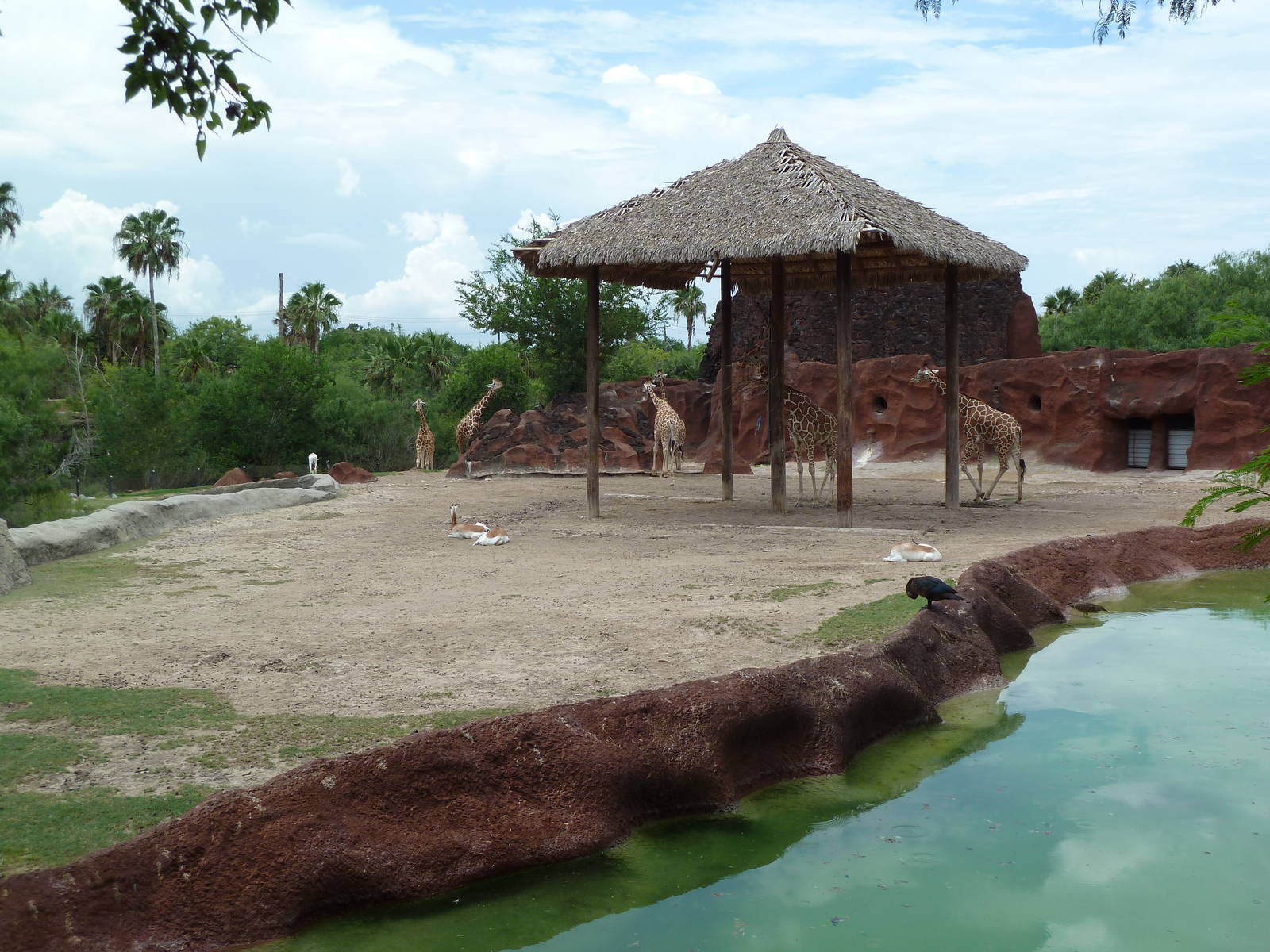 Reticulated Giraffe/Addra Gazelle Exhibit