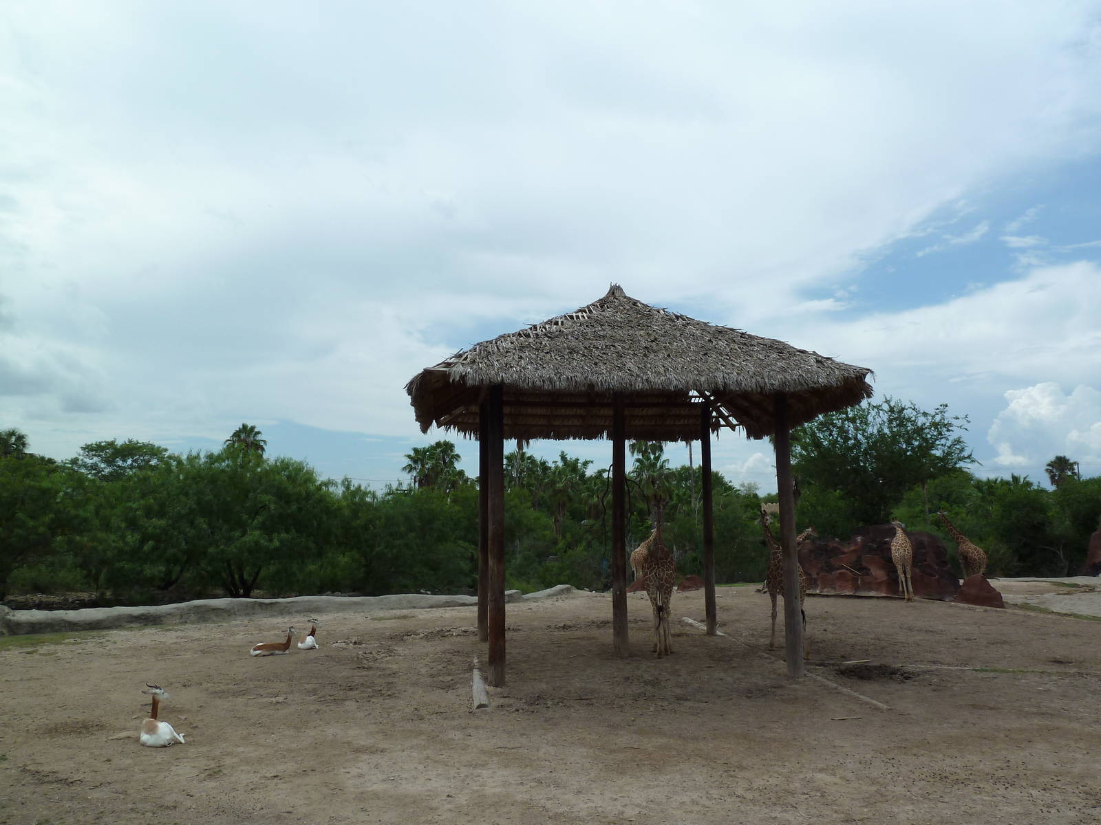 Reticulated Giraffe/Addra Gazelle Exhibit