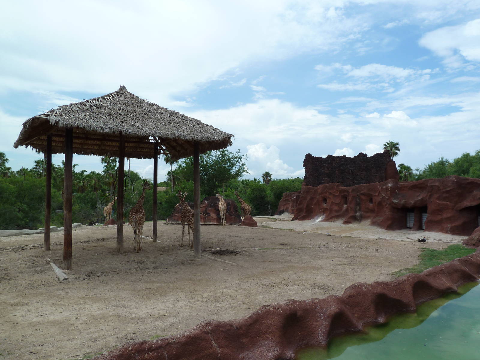 Reticulated Giraffe/Addra Gazelle Exhibit