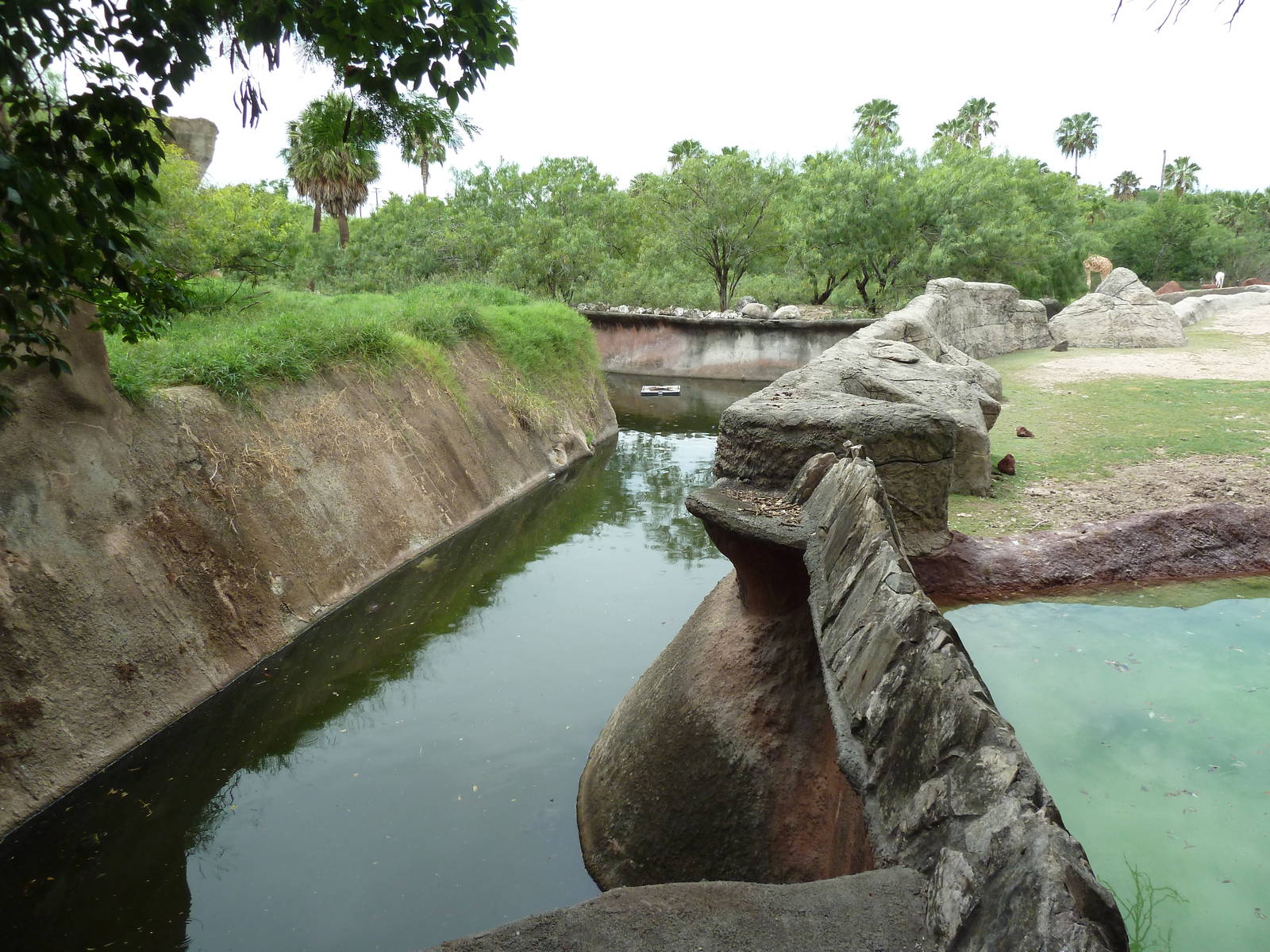Reticulated Giraffe/Addra Gazelle + Lion Exhibits - Moat