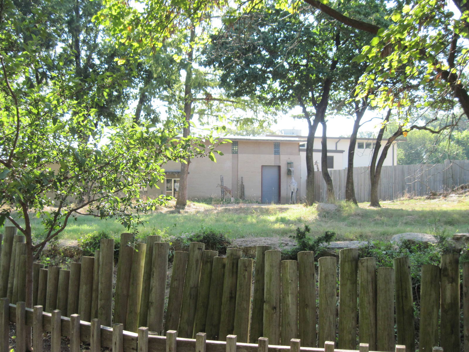 Reticulated Giraffe/African Crowned Crane Exhibit