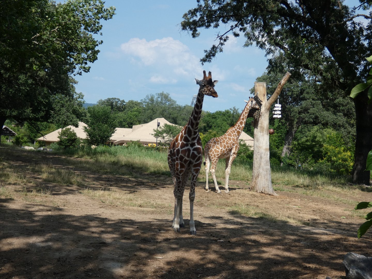 Reticulated Giraffe, African Grasslands - Jun. 2021