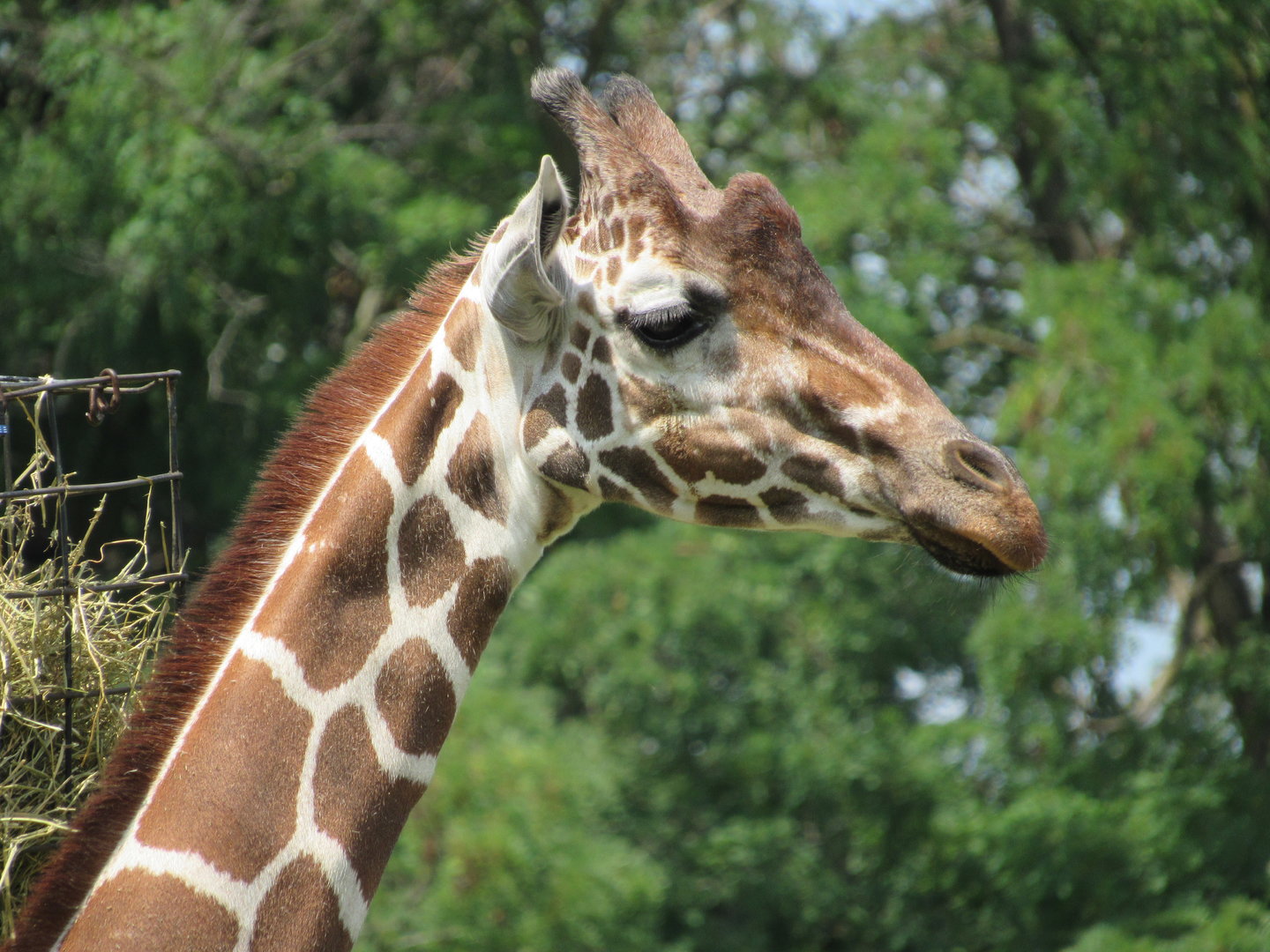 Reticulated Giraffe, African Journey