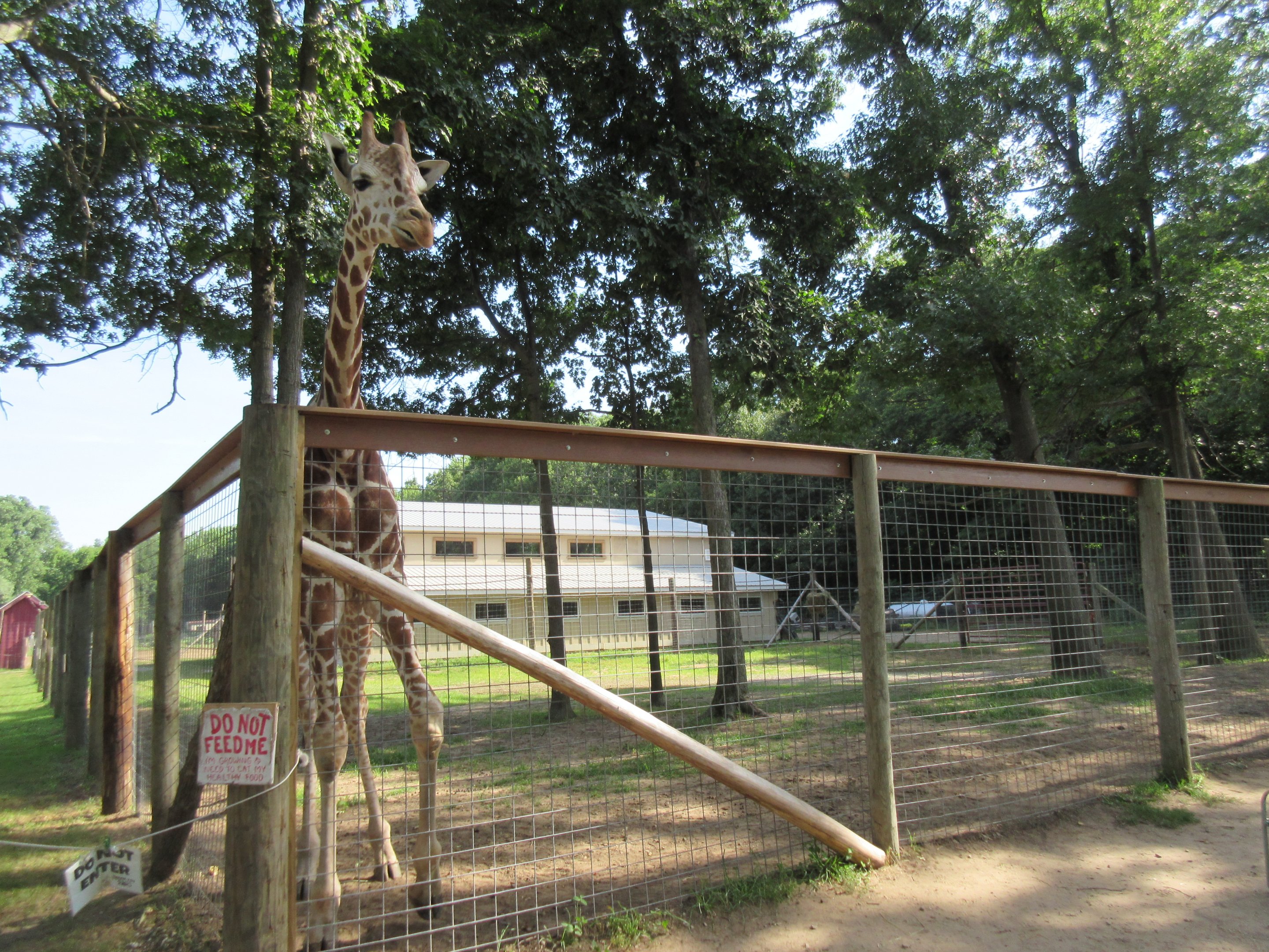Reticulated Giraffe/Alpaca Exhibit