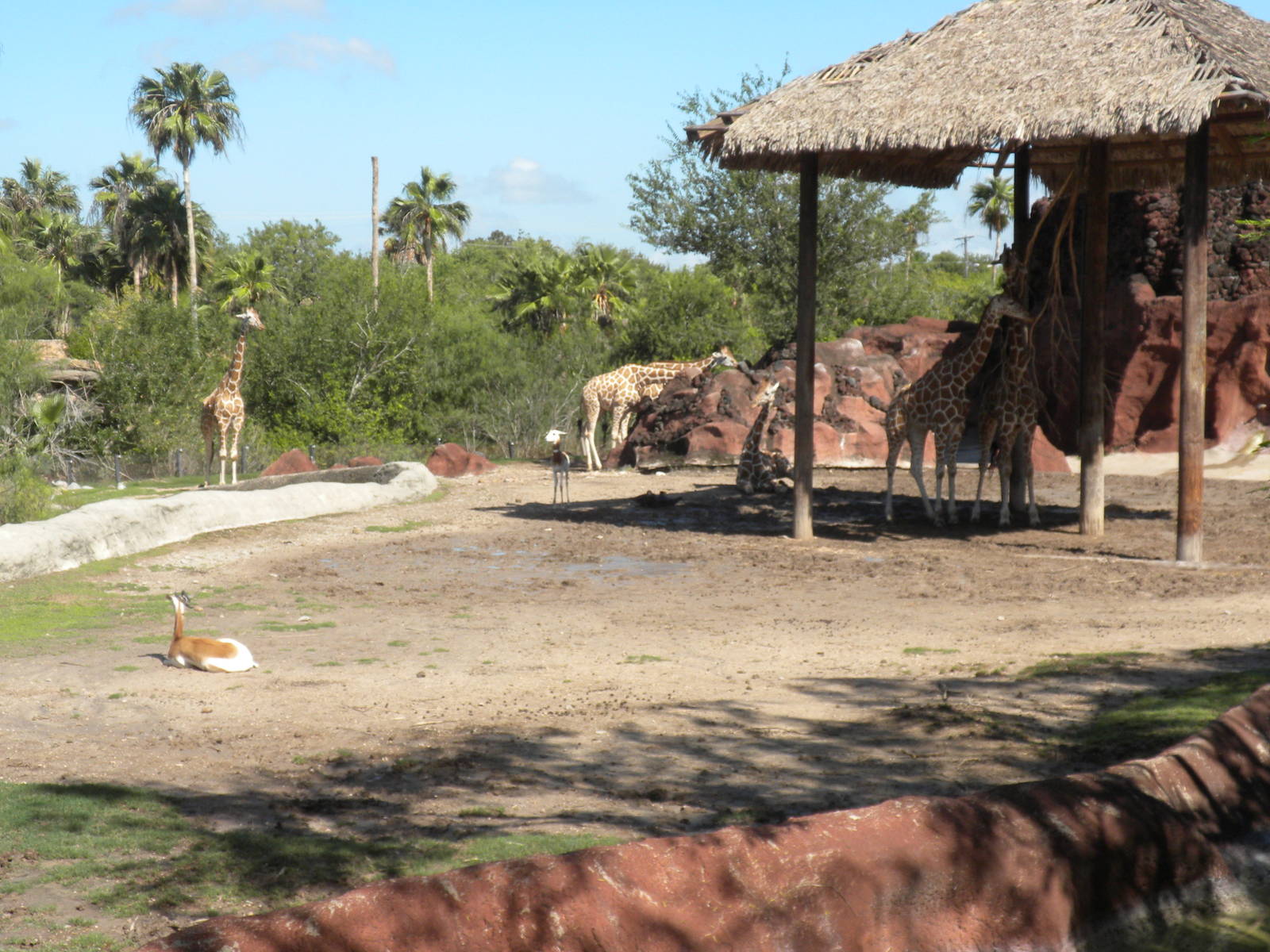 Reticulated Giraffe and Addra Gazelle