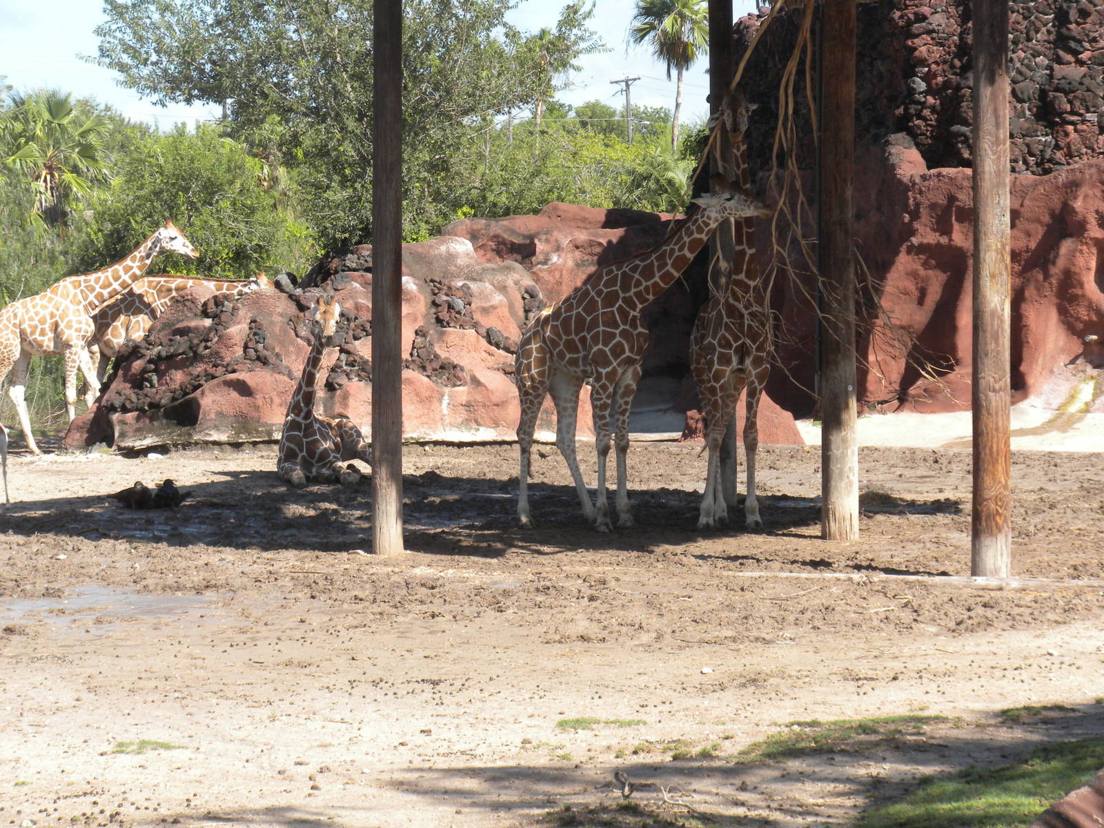 Reticulated Giraffe and Addra Gazelle