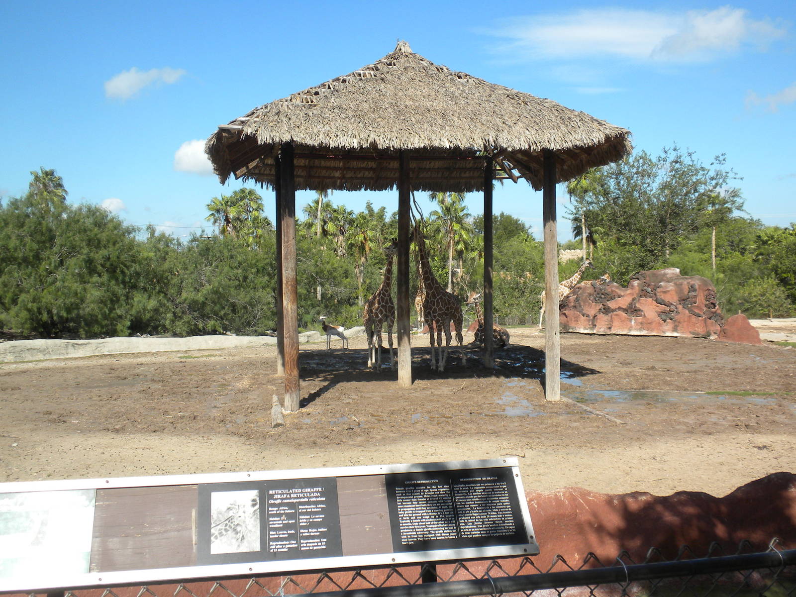 Reticulated Giraffe and Addra Gazelle