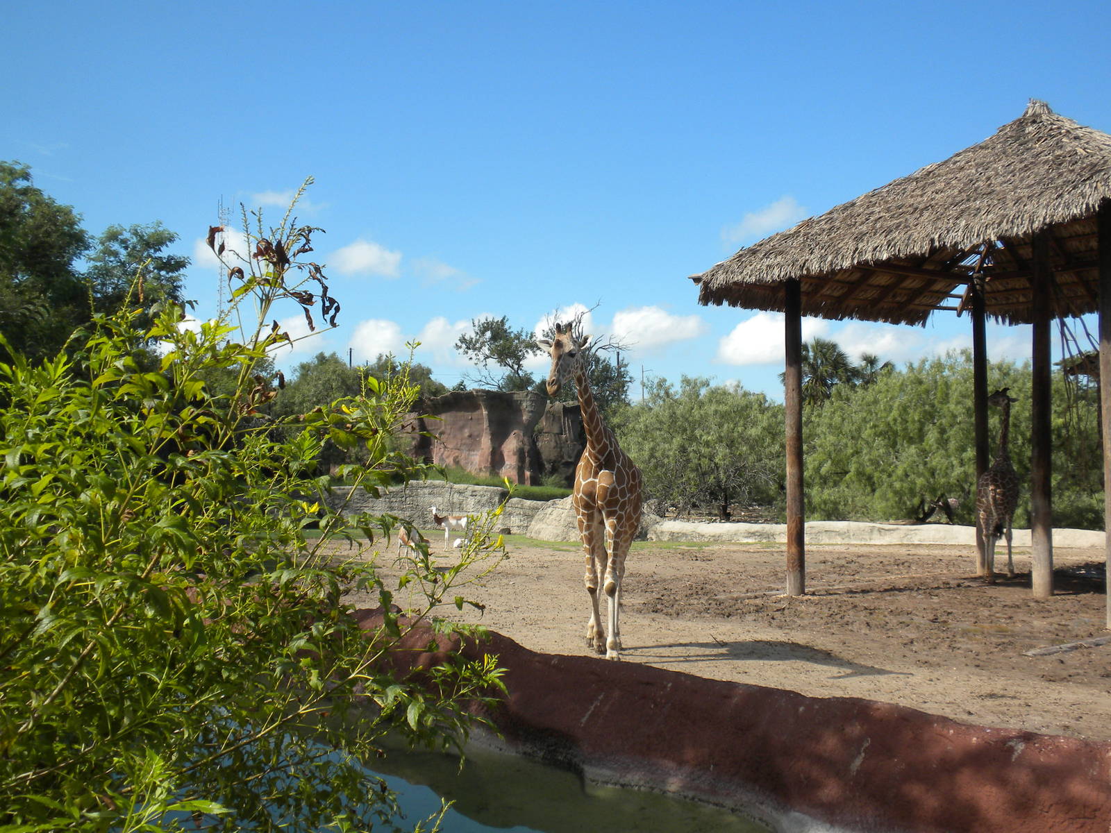 Reticulated Giraffe and Addra Gazelle