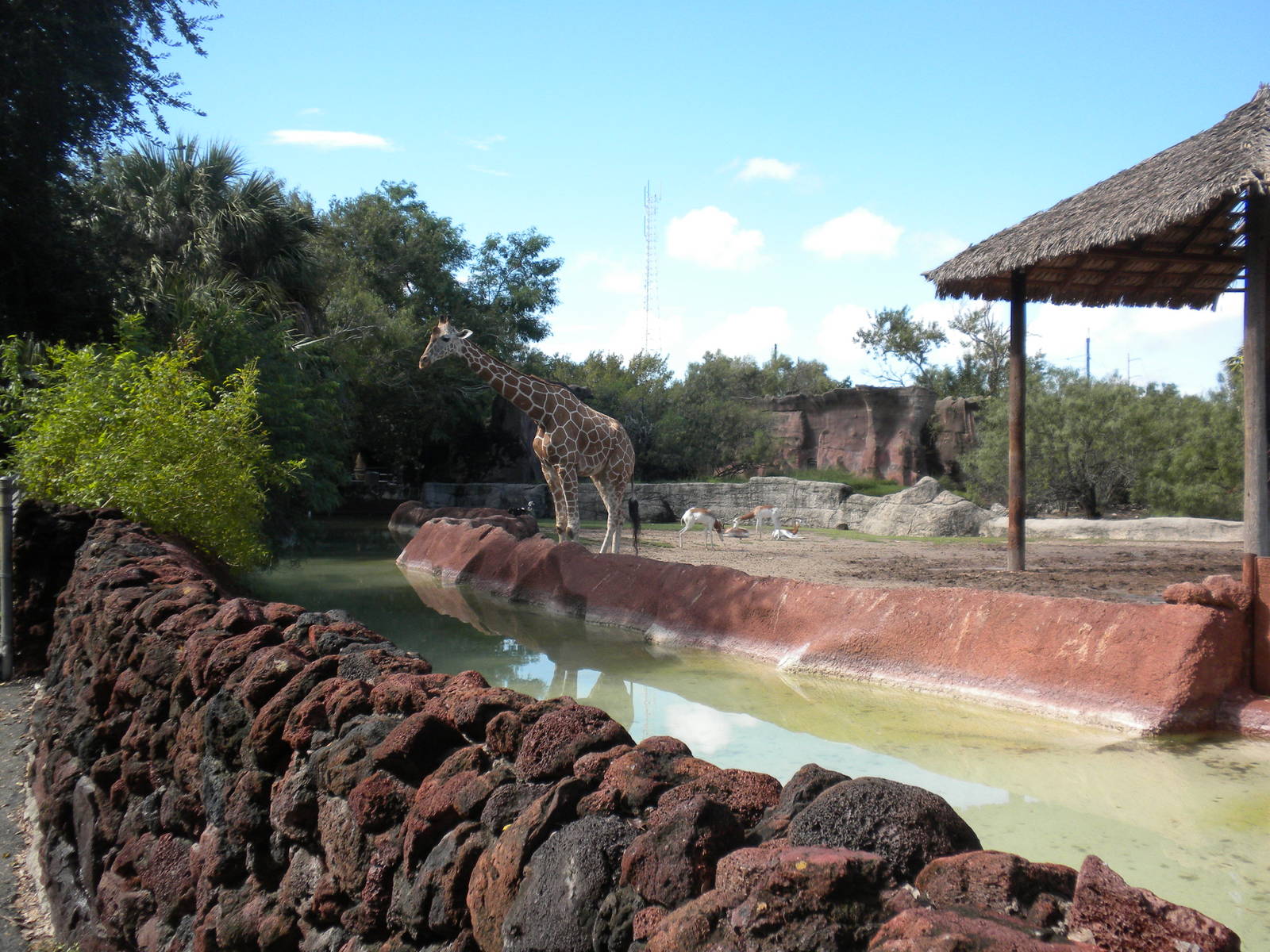Reticulated Giraffe and Addra Gazelle