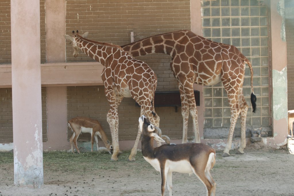 Reticulated Giraffe and Blackbuck