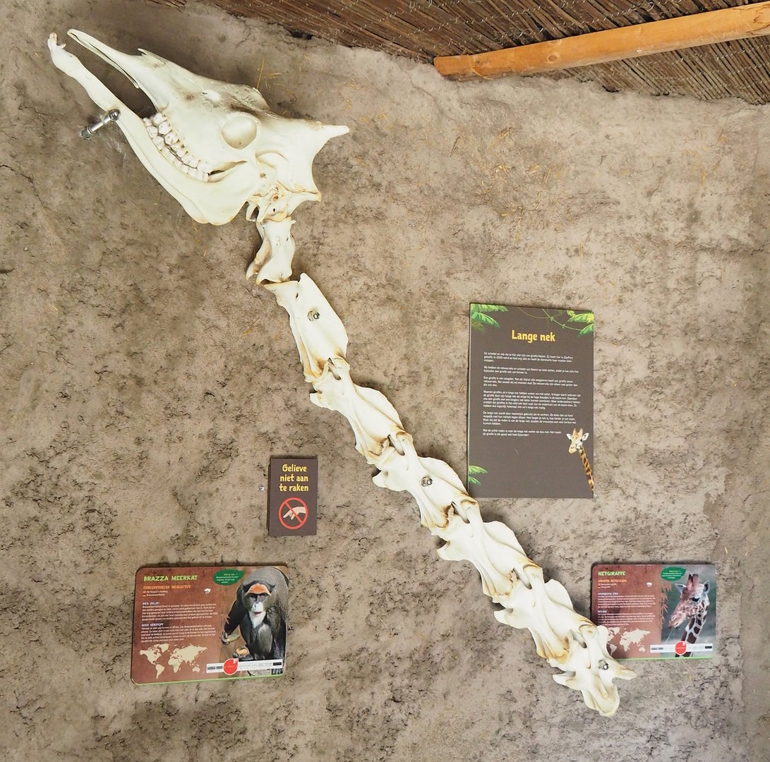 Reticulated giraffe and De Brazza's guenon signage and Giraffe neck and skull, 2022-10-09