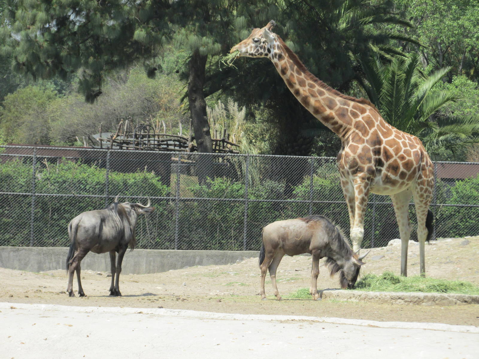 reticulated giraffe and gnus chapultepec zoo