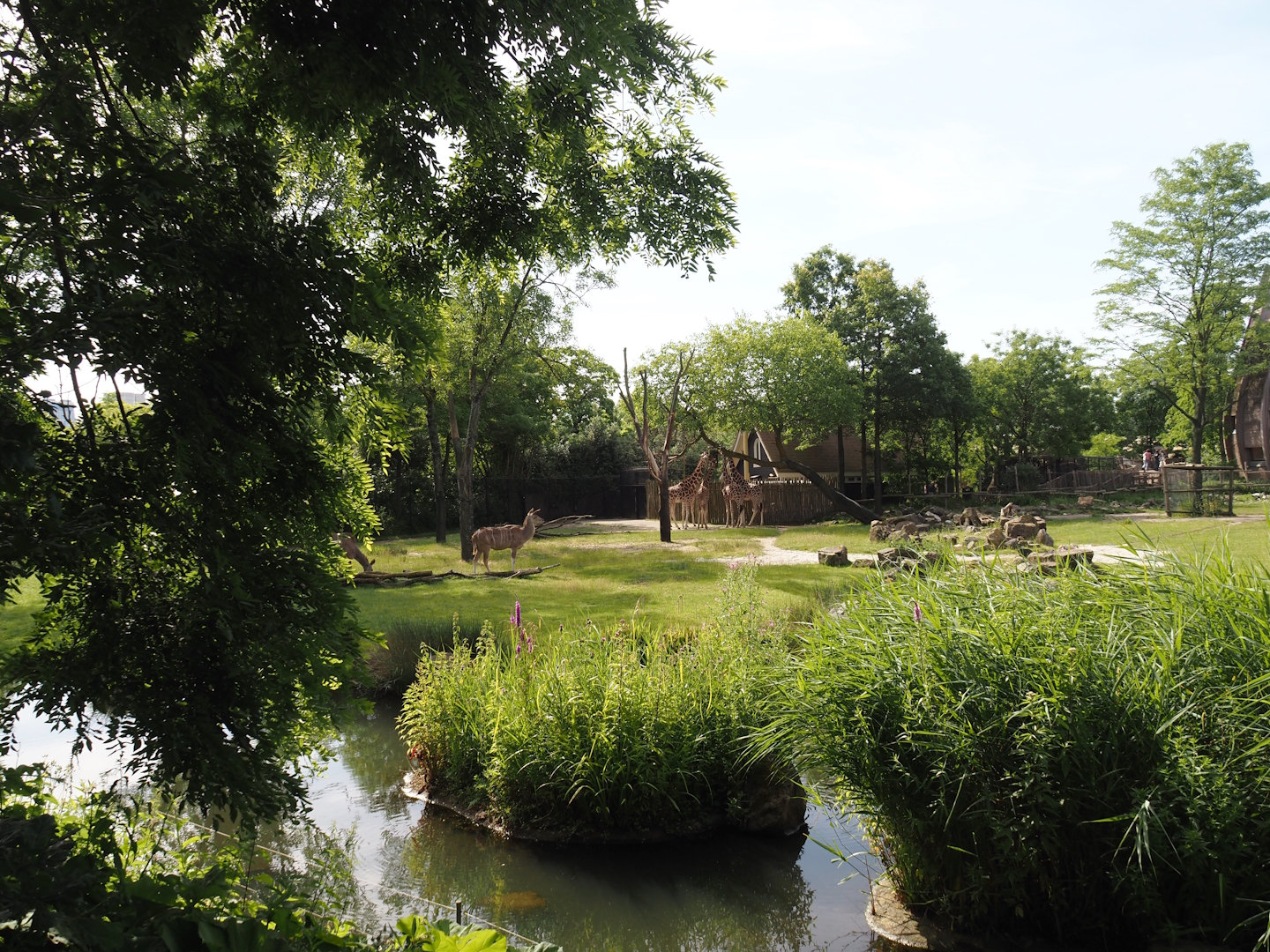 Reticulated giraffe and Greater kudu (Now replaced by Saharan Dorcas gazelles) exhibit, 2024-06-30
