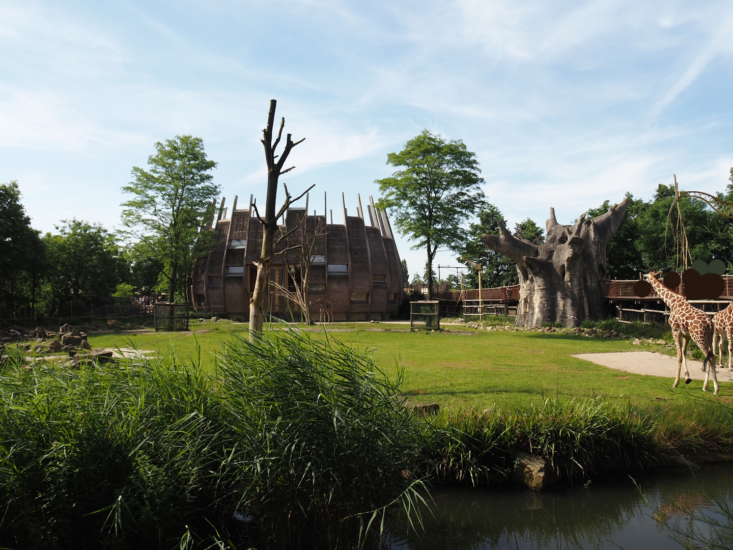 Reticulated giraffe and Greater kudu (Now replaced by Saharan Dorcas gazelles) exhibit, 2024-06-30