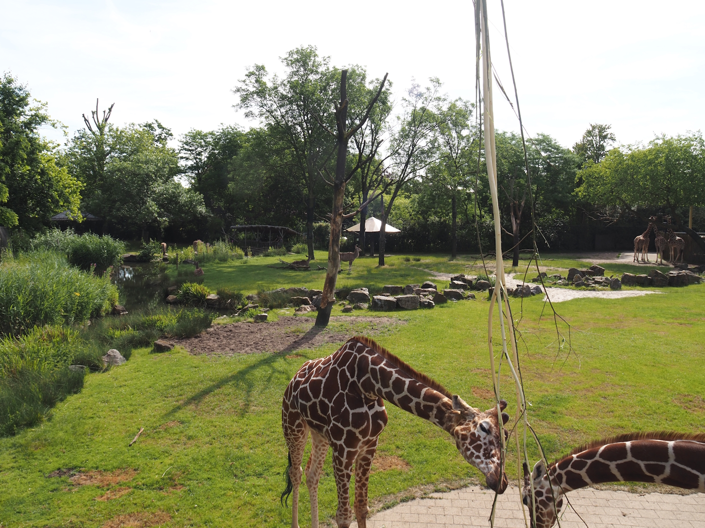 Reticulated giraffe and Greater kudu (Now replaced by Saharan Dorcas gazelles) exhibit, 2024-06-30