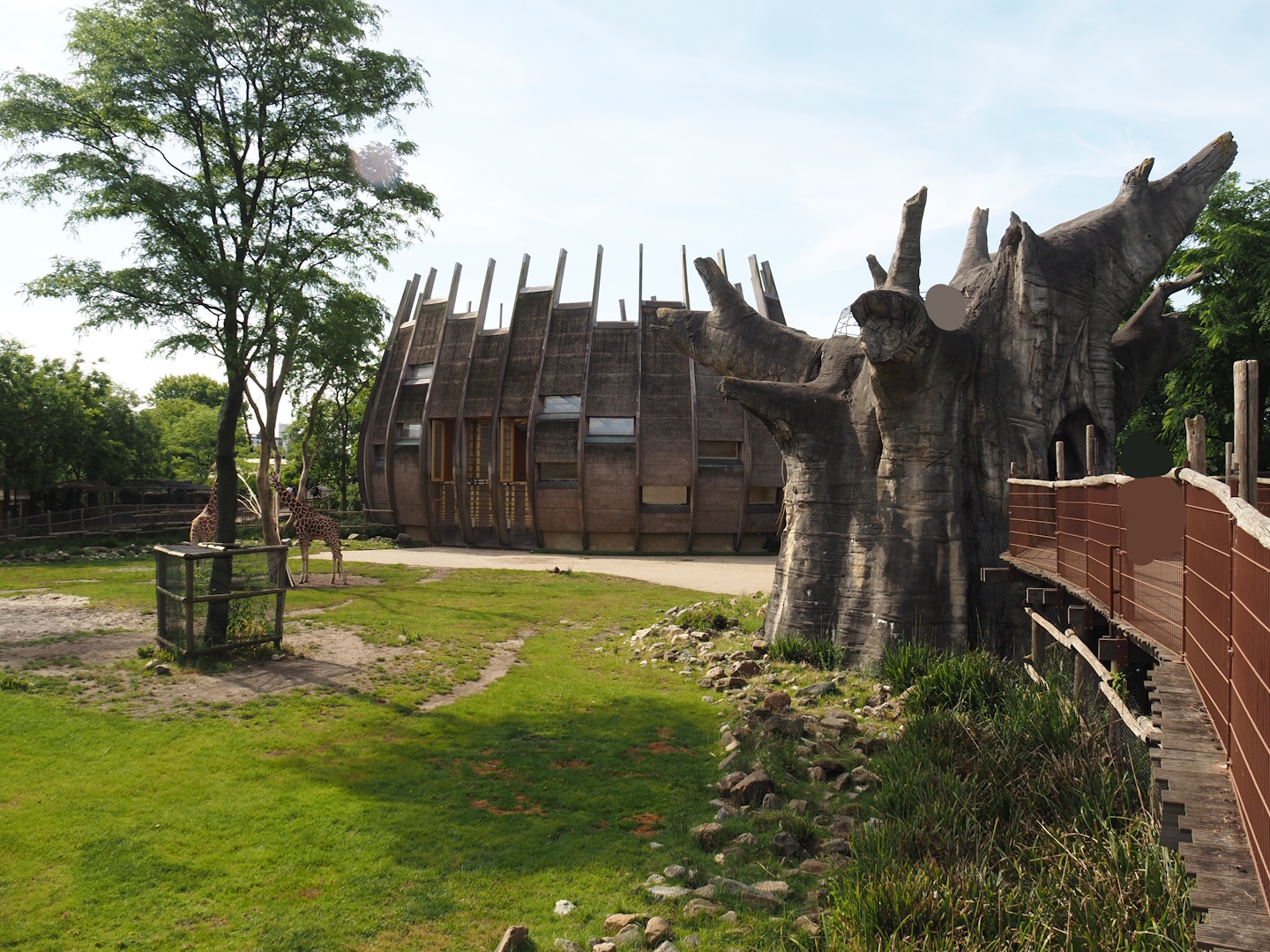 Reticulated giraffe and Greater kudu (Now replaced by Saharan Dorcas gazelles) exhibit, 2024-06-30