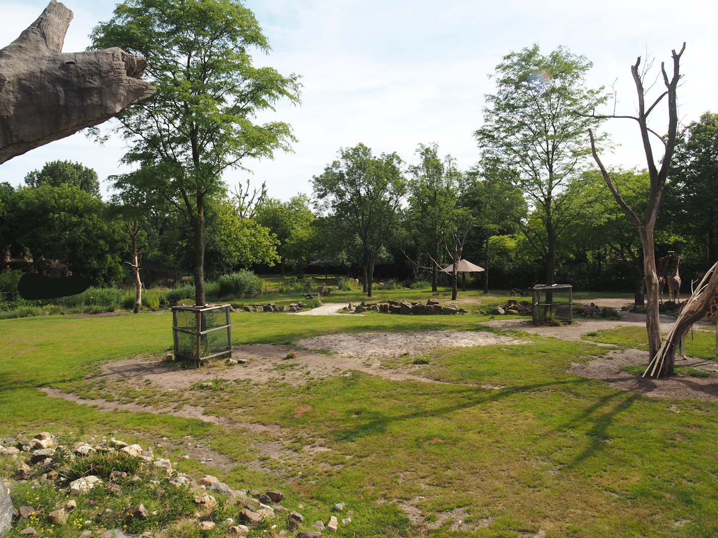 Reticulated giraffe and Greater kudu (Now replaced by Saharan Dorcas gazelles) exhibit, 2024-06-30