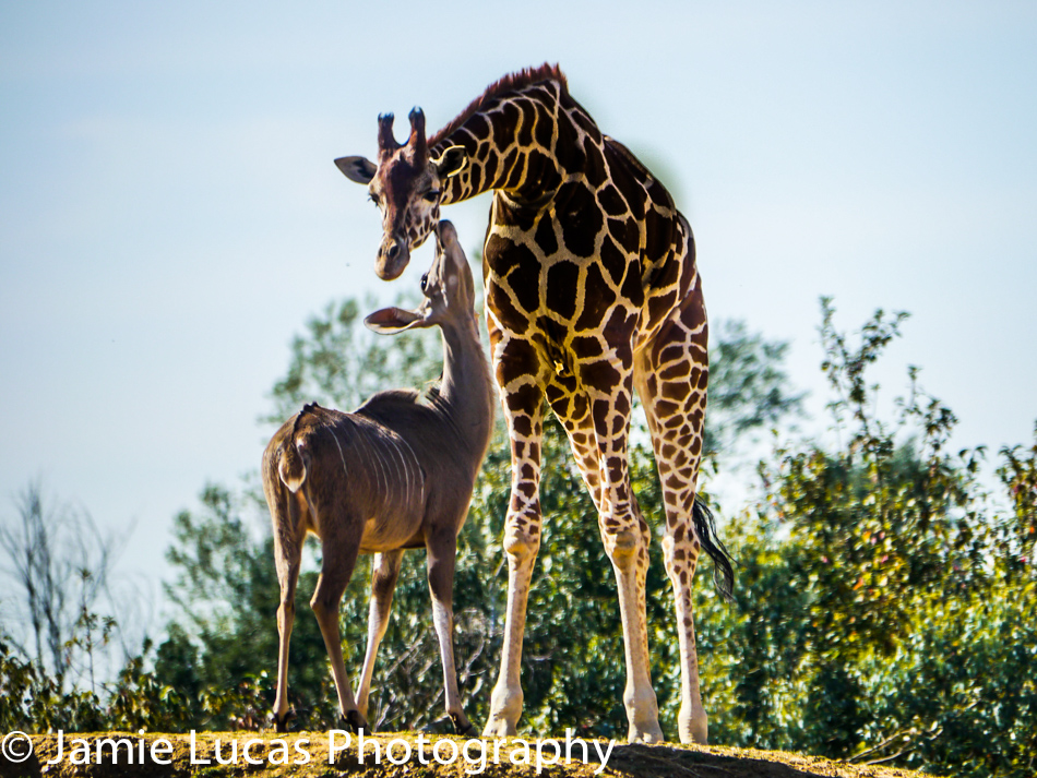 Reticulated giraffe and Greater Kudu