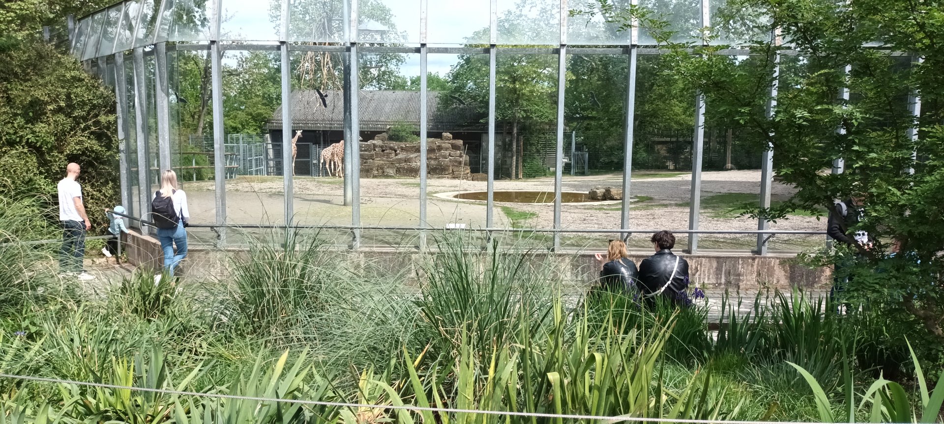 Reticulated Giraffe and Scimitar horned Oryx Enclosure