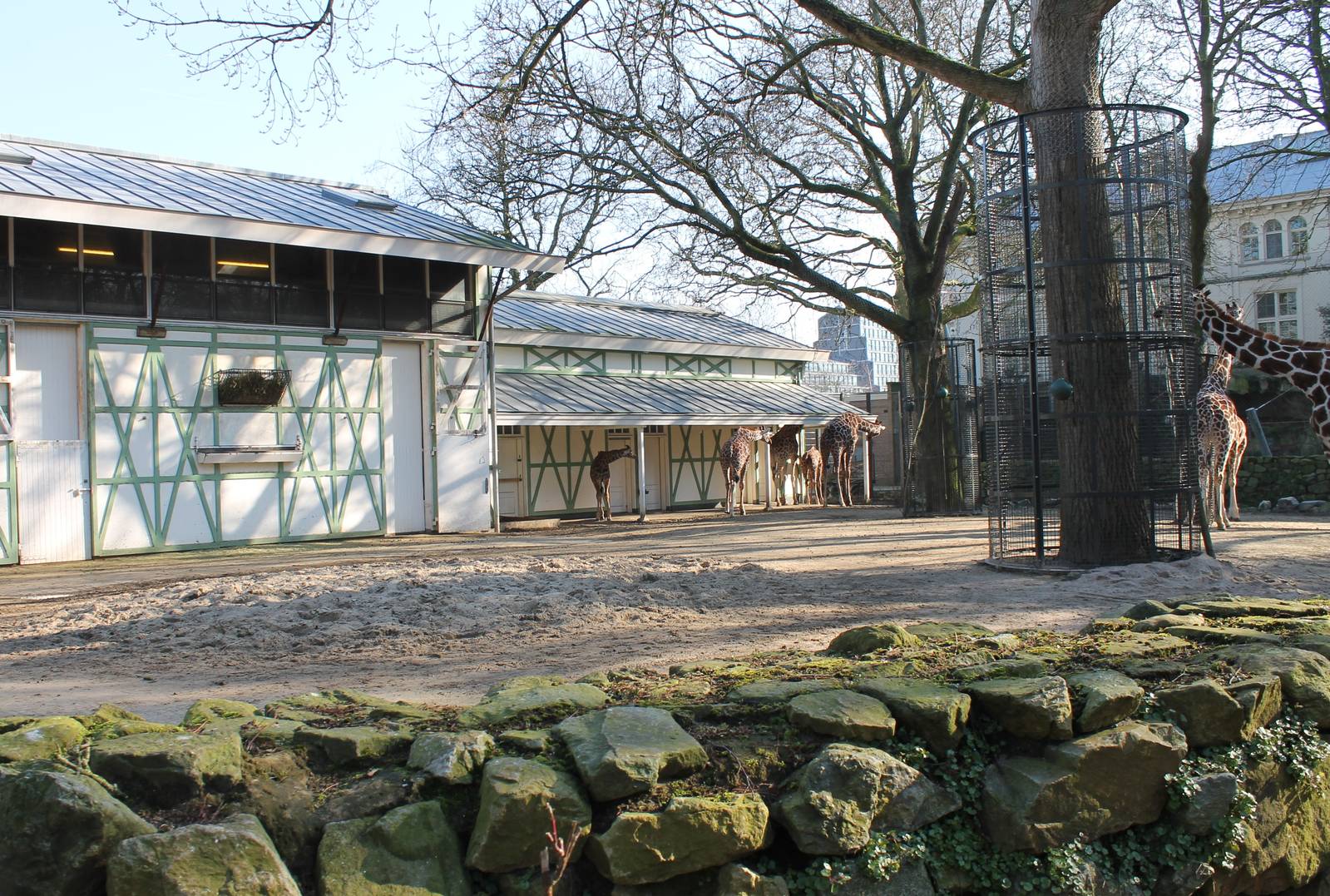 Reticulated giraffe and Springbock enclosure