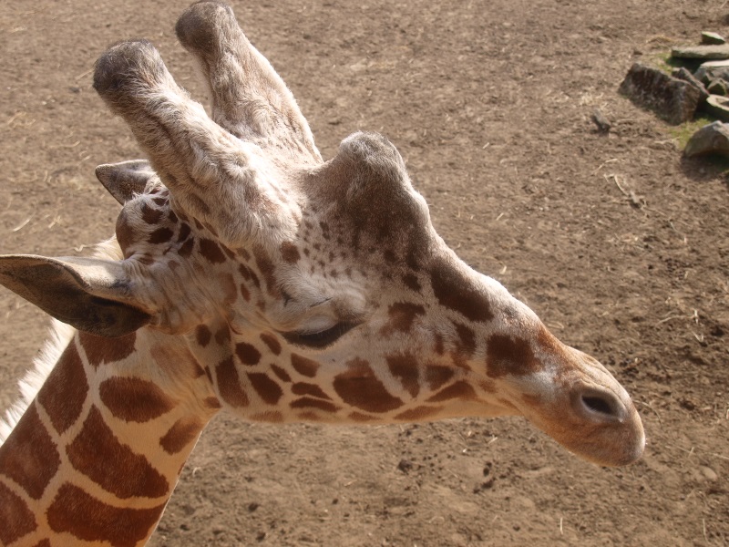 Reticulated giraffe (April 19th , 2015)