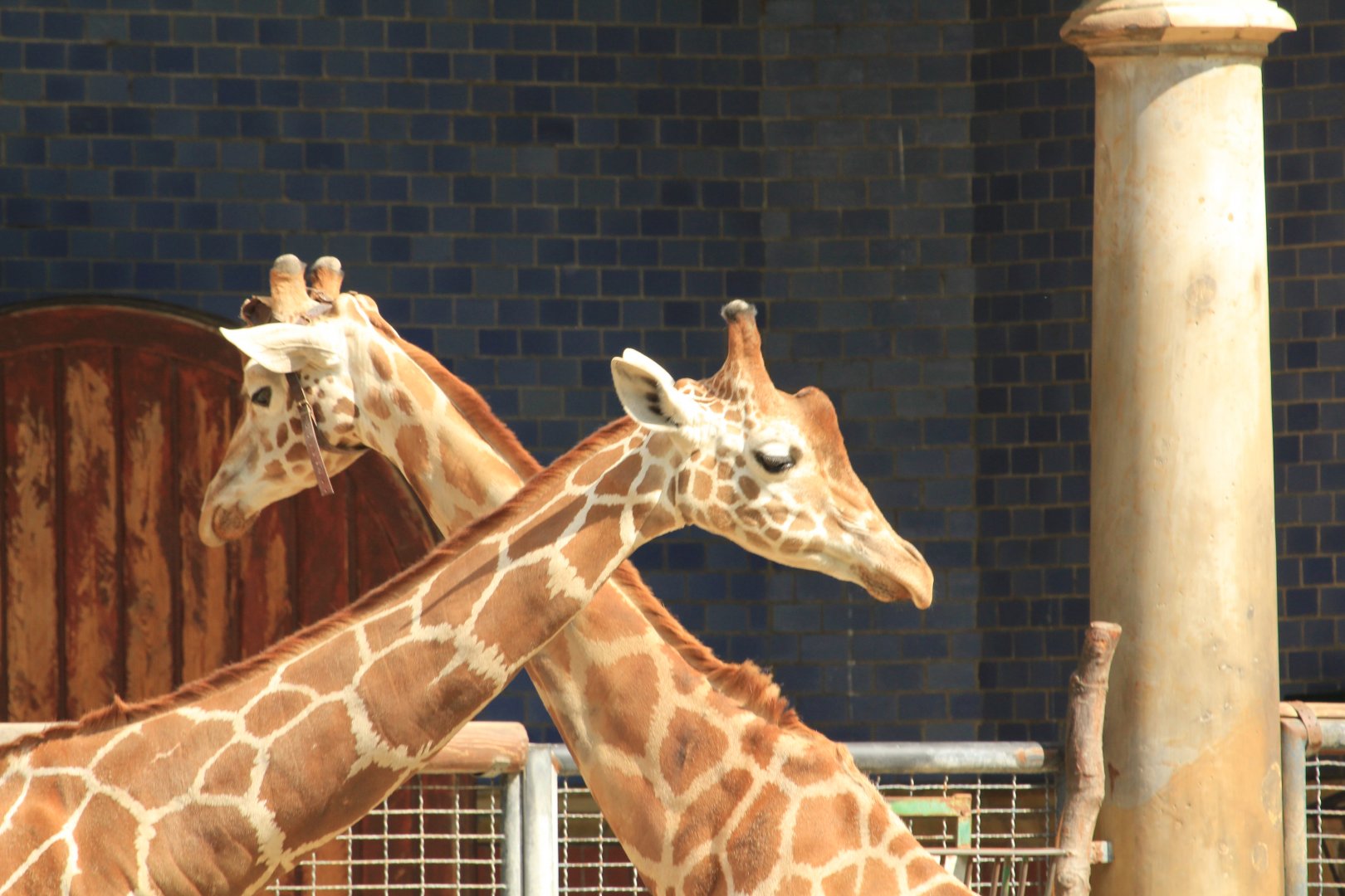 Reticulated giraffe (April 2018)