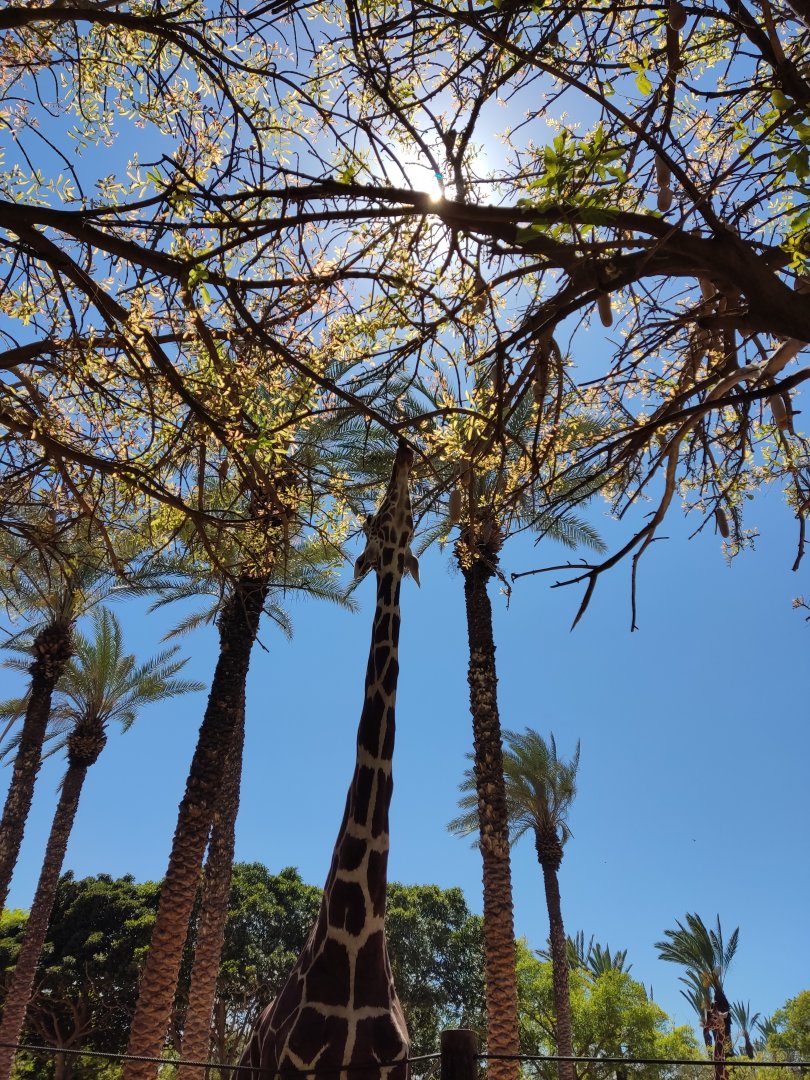 Reticulated Giraffe, April 2022