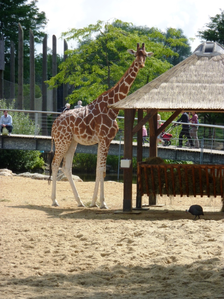 Reticulated giraffe Artis August 2010