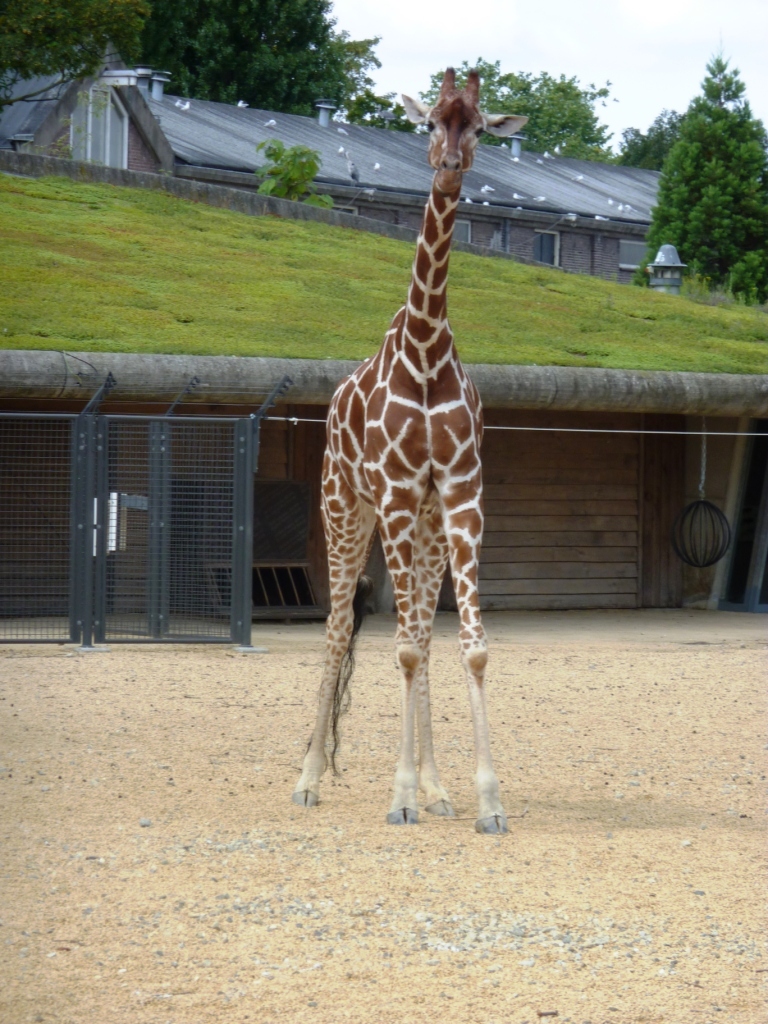 Reticulated giraffe Artis August 2010