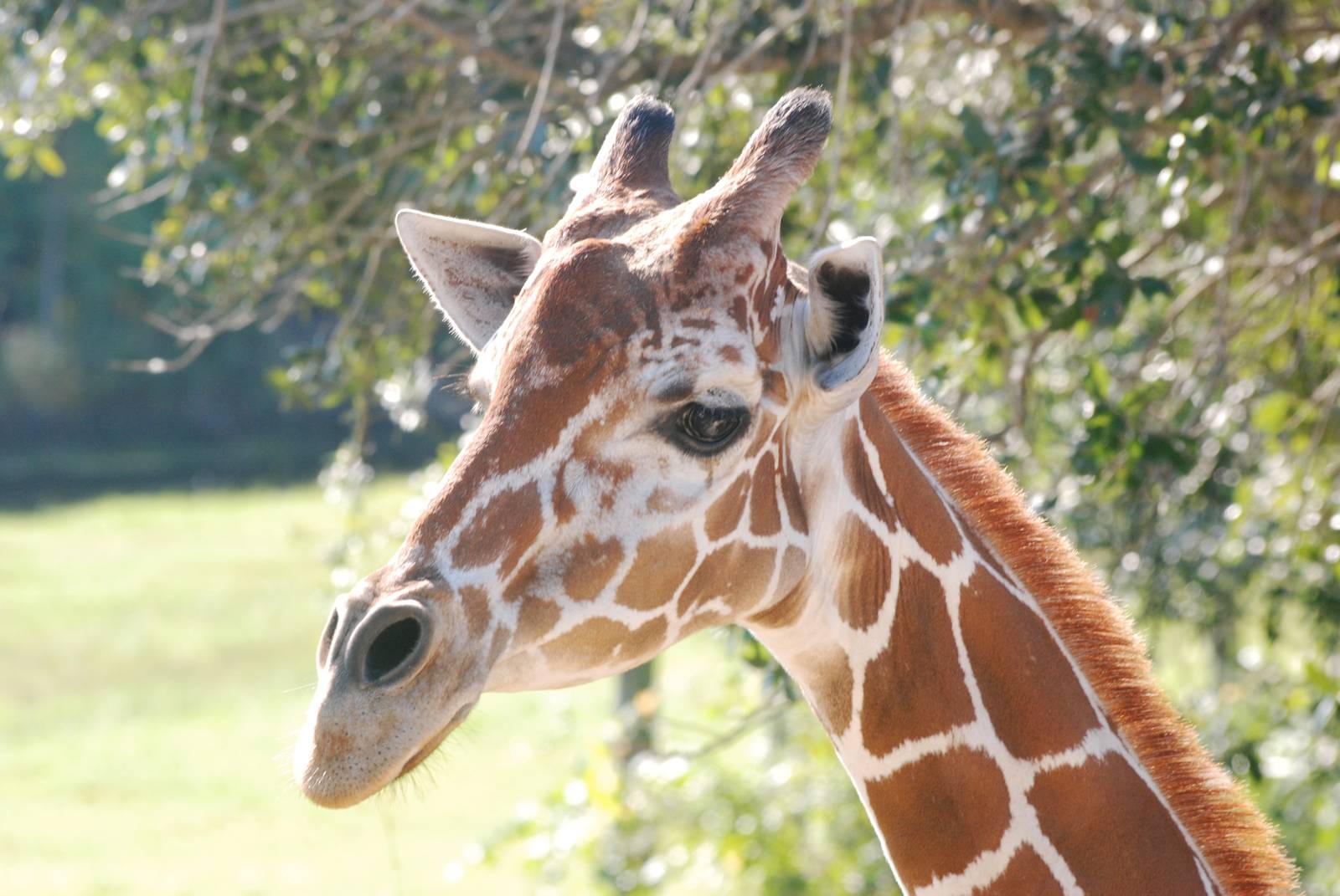Reticulated Giraffe at Brevard, 14/10/13