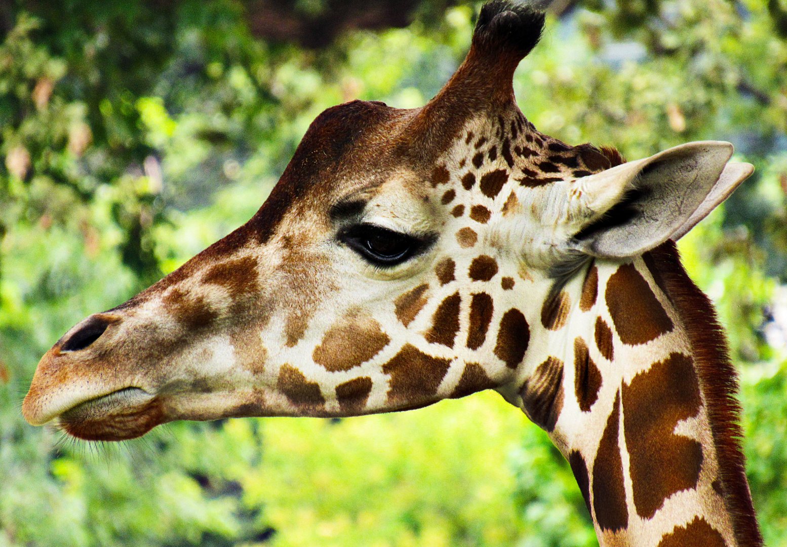 Reticulated Giraffe at Omaha Zoo