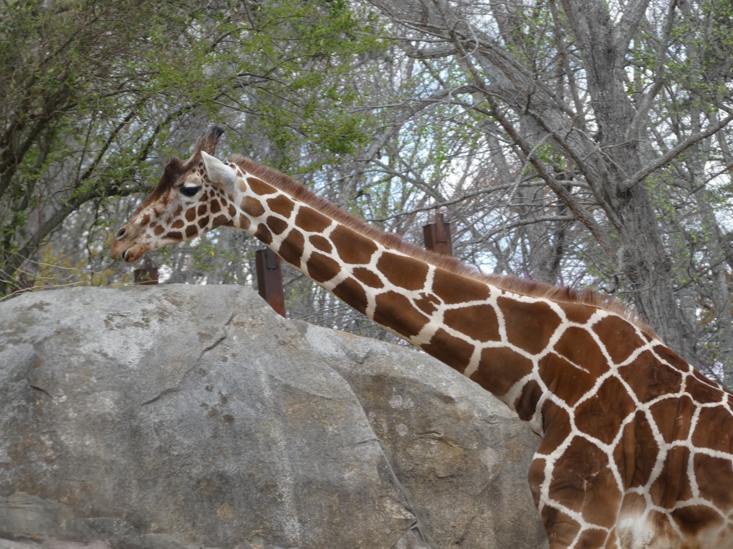 Reticulated Giraffe at the North Carolina Zoo