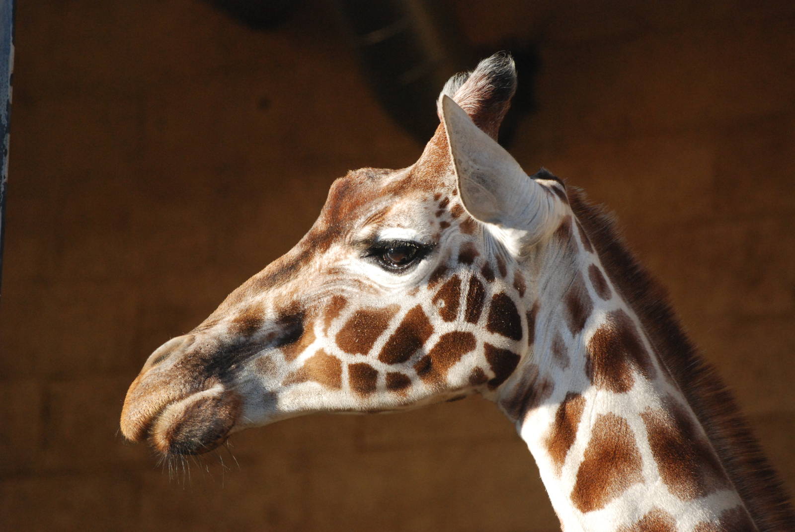 Reticulated Giraffe at Whipsnade, 07/12/12