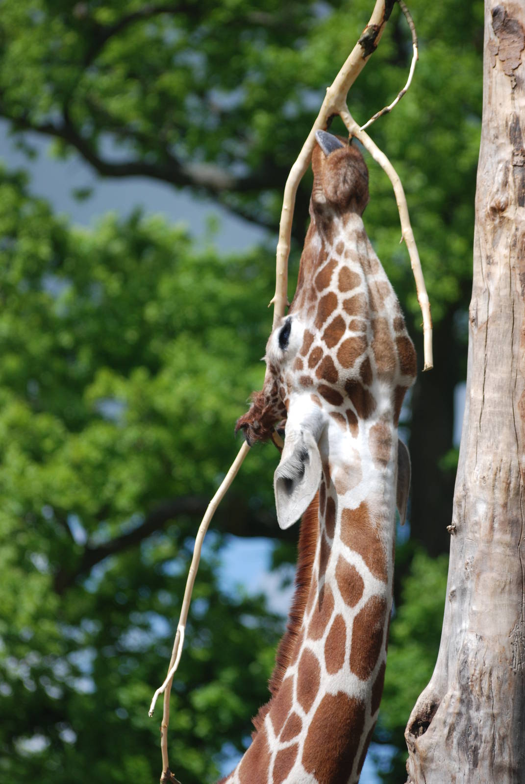 Reticulated Giraffe at Whipsnade 08/05/11