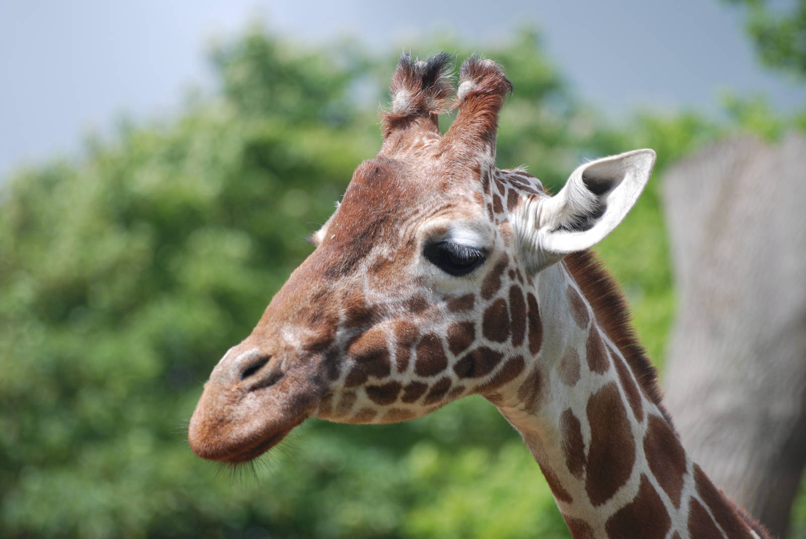 Reticulated Giraffe at Whipsnade 08/05/11