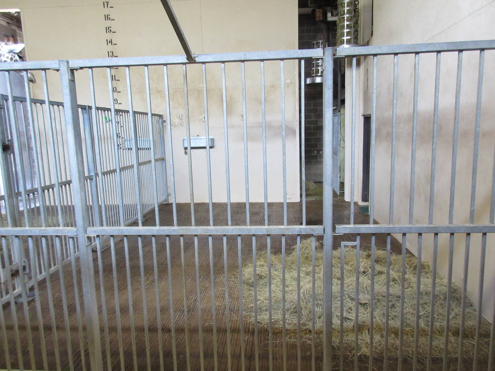 Reticulated Giraffe Barn (half of barn)