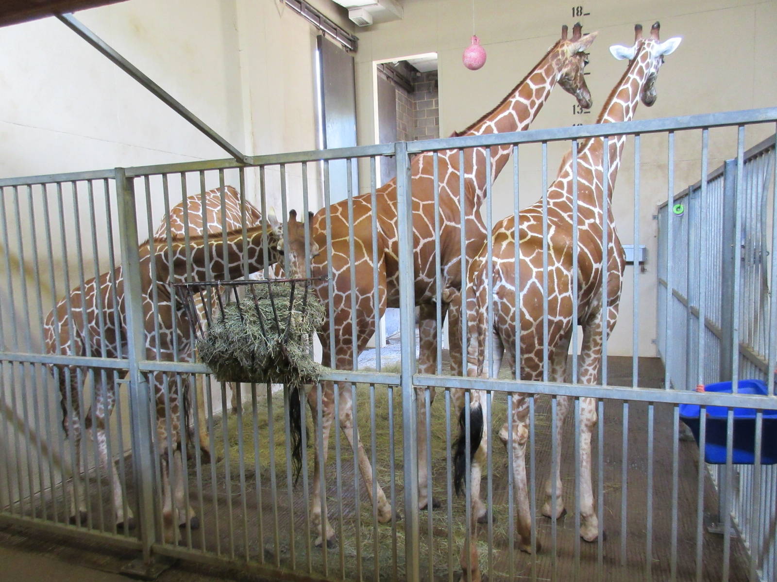 Reticulated Giraffe Barn (half of barn)